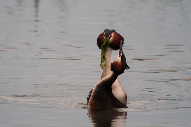 Cabussó emplomallat (Podiceps cristatus)