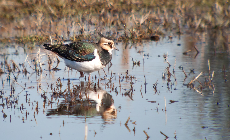 Fredeluga europea (Vanellus vanellus)