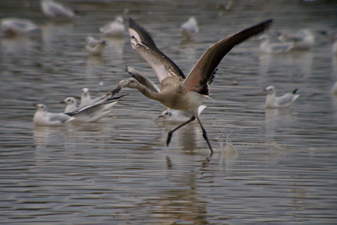 Flamenc (Phoenicopterus roseus) 3de3