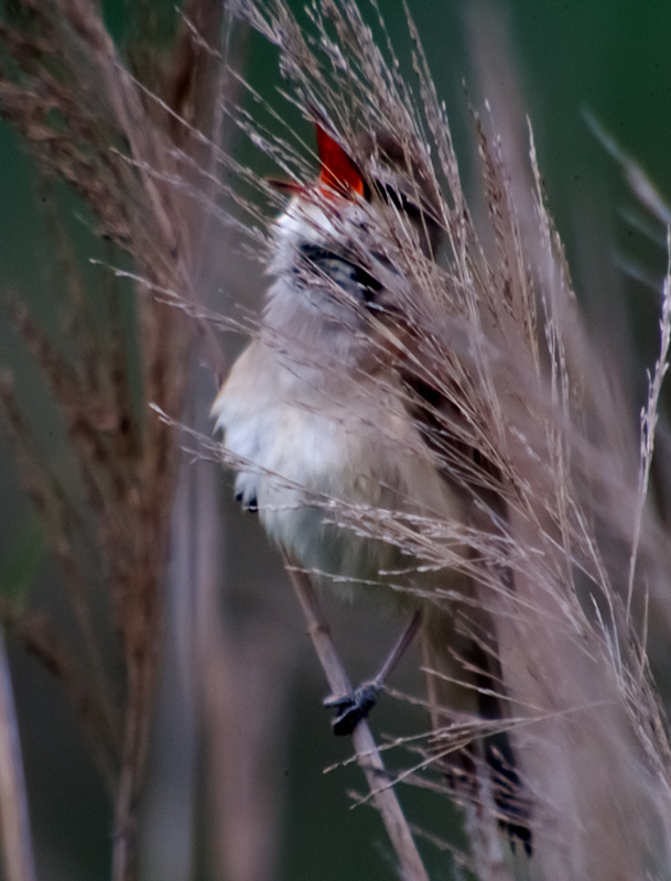 Boscarla de canyar (Acrocephalus scirpaceus)