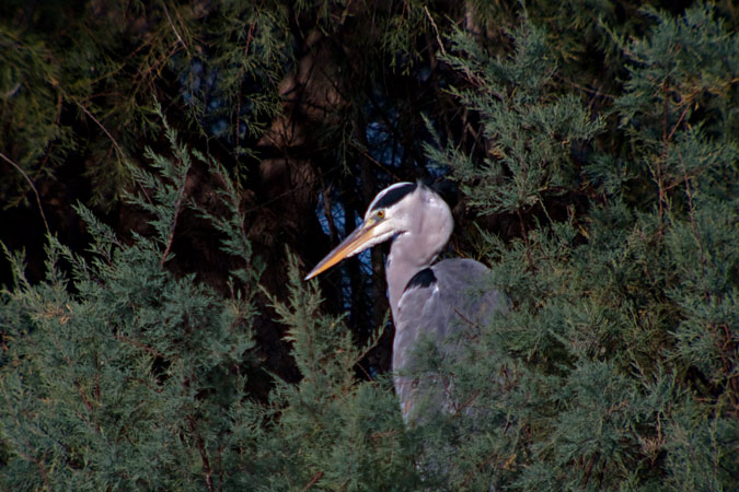 Bernat pescaire (Ardea cinerea)