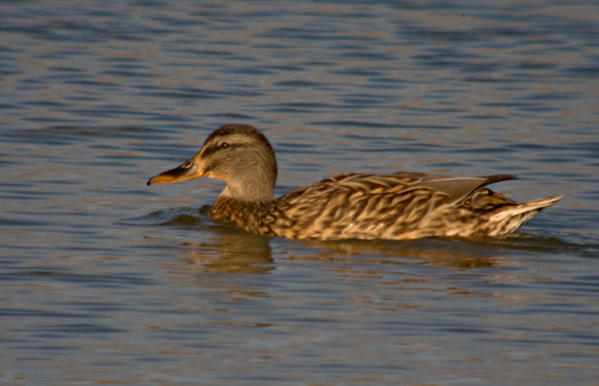 Anec collverd femella (Anas platyrhynchos)