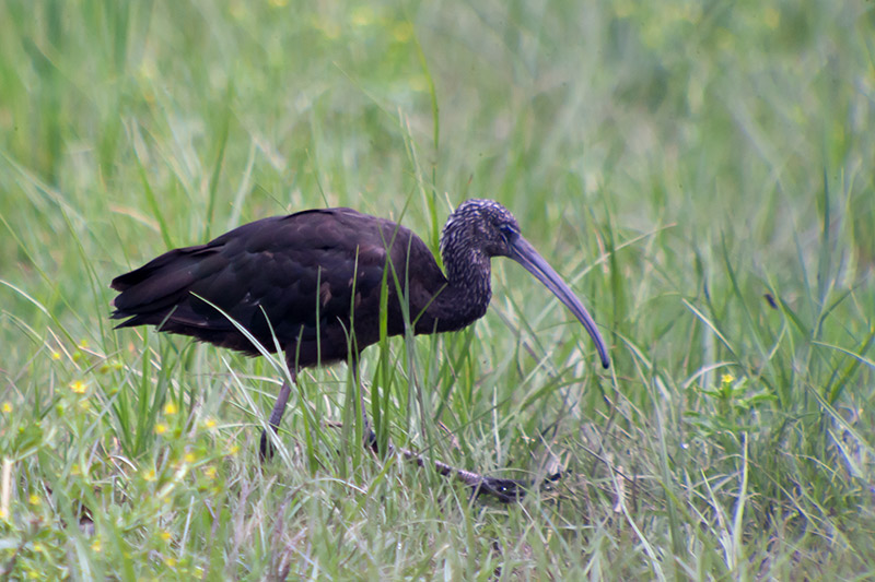 Capó reial. (Plegadis falcinellus)