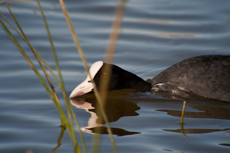 Fotja (Fulica atra)