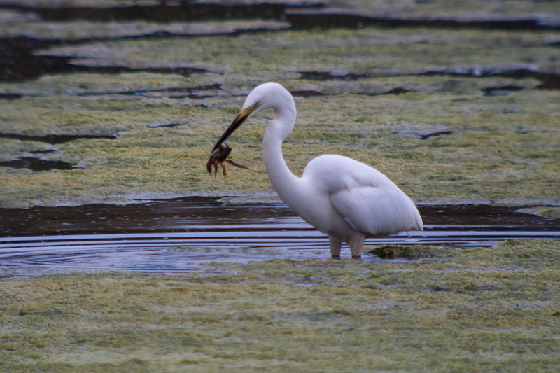 Agró blanc (Ardea alba)