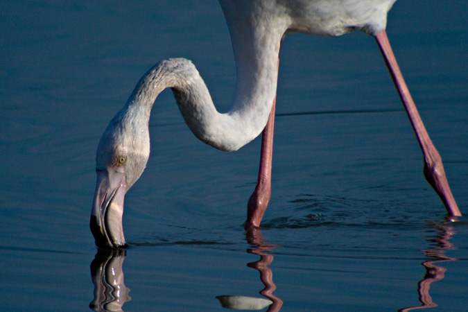 Flamenc (Phoenicopterus roseus)