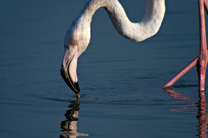 Flamenc (Phoenicopterus roseus)