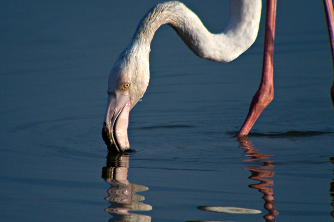 Flamenc (Phoenicopterus roseus)