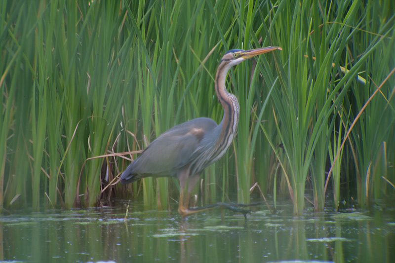 Agró roig (Ardea purpurea).