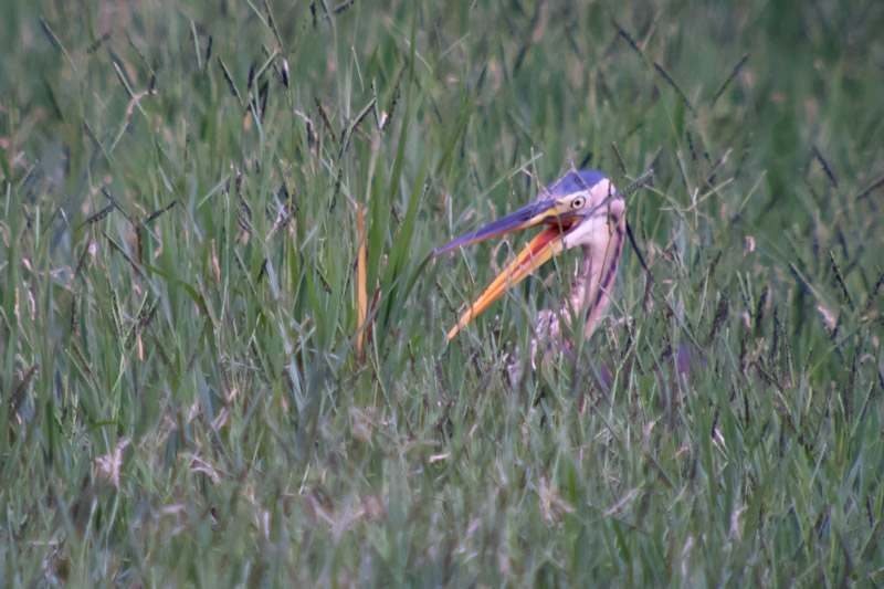 Agró roig (Ardea purpurea)