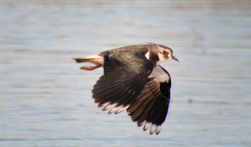 Fredeluga europea (Vanellus vanellus)