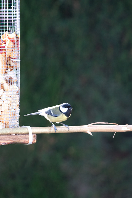 Mallarenga carbonera (Parus major)