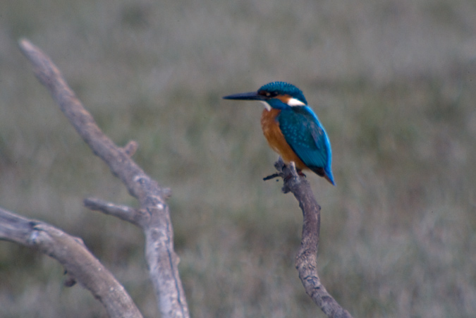 Blauet (Alcedo athis)  1de2