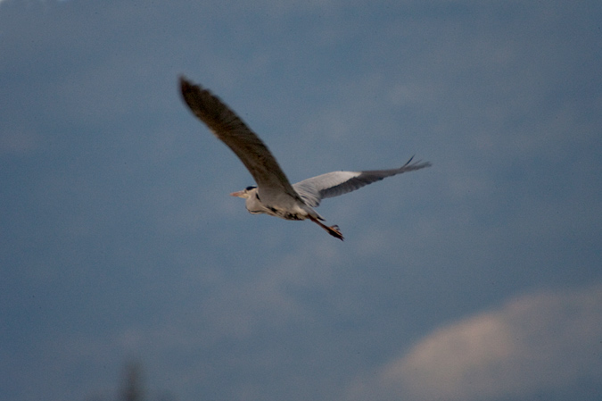 Bernat pescaire (Ardea cinerea)