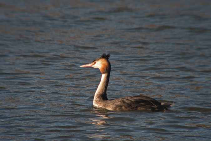 Cabussó emplomallat (Podiceps cristatus)