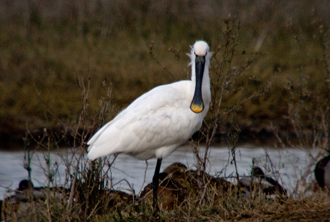 Bec planer (Platalea leucorodia)