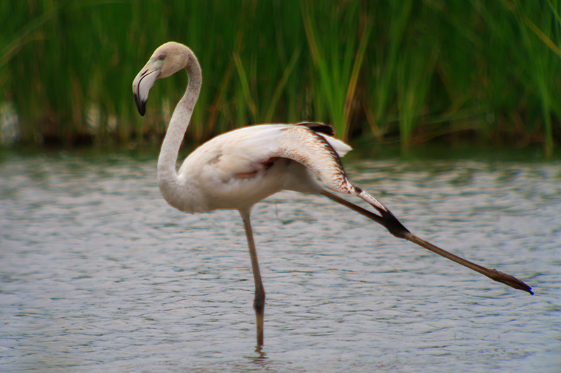 Flamenc (Phoenicopterus ruber)