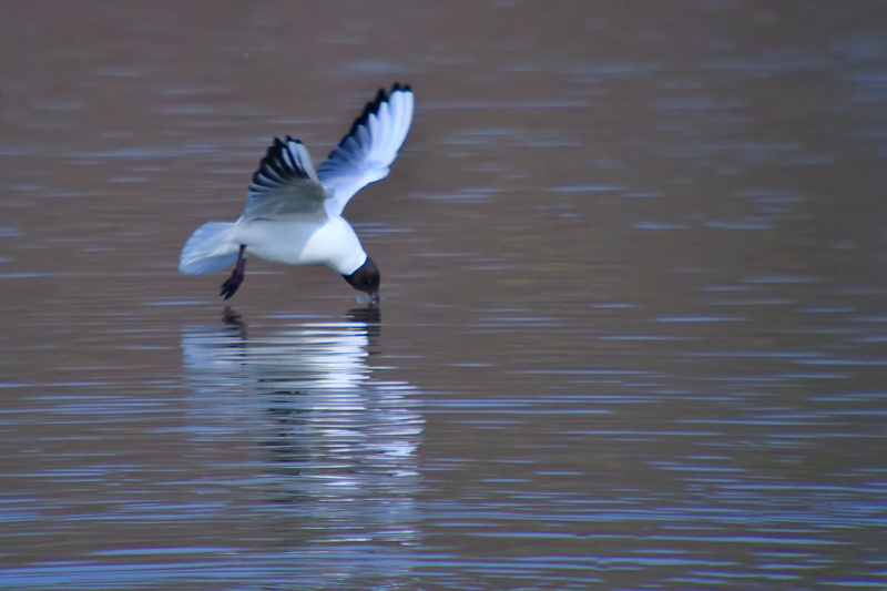 Gavina riallera. (Larus ridibundus)