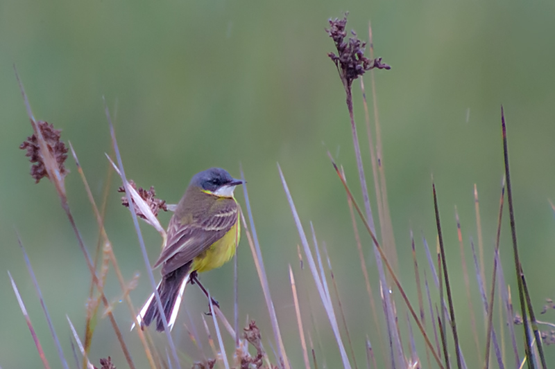 Cuereta torrentera (Motacilla cinerea)