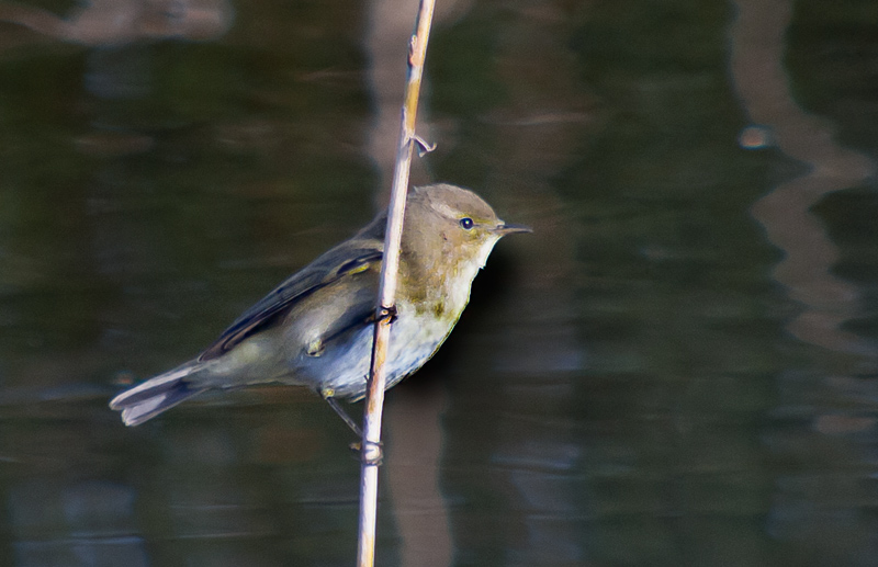 Mosquiter comú, (Phylloscopus collybita)