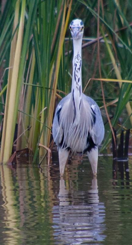 Bernat pescaire (Ardea cinerea)