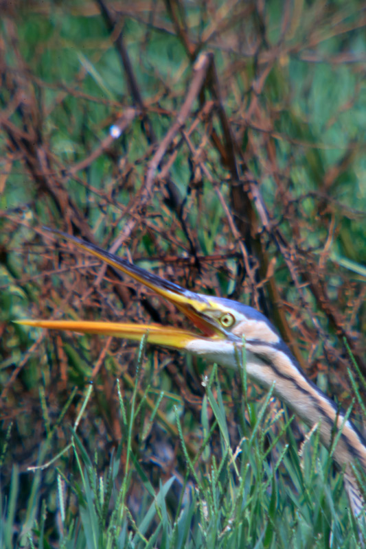 Agró roig (Ardea purpurea)