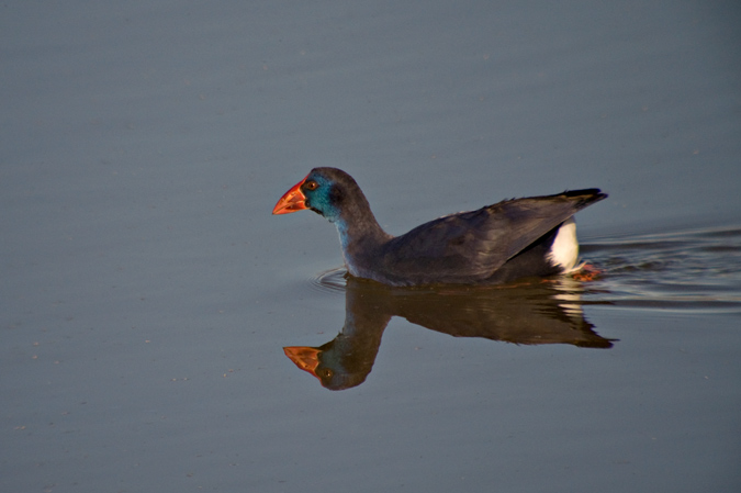 Polla blava (Porphyrio porphyrio)