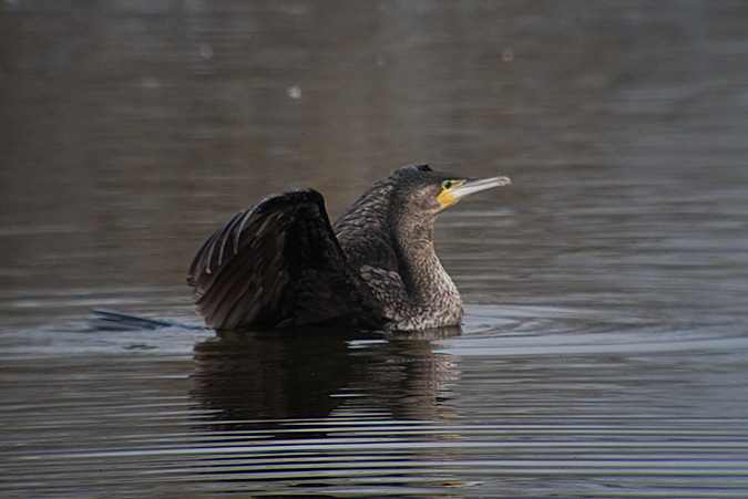 Corb marí gros ( Phalacrocorax carbo ) 1de2