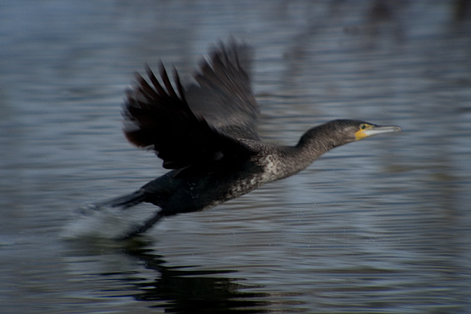 Corb marí gros ( Phalacrocorax carbo ) 2de2