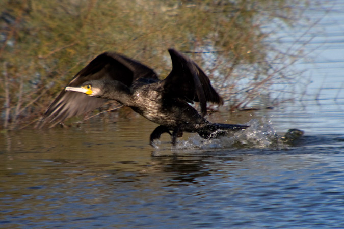 Corb marí gros ( Phalacrocorax carbo ) 1de3