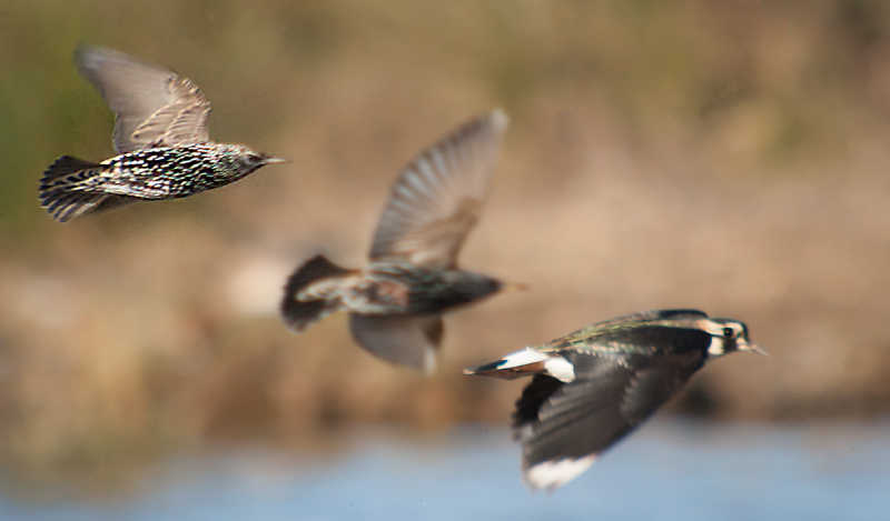 Fredeluga i Estornell  (Sturnus vulgaris)