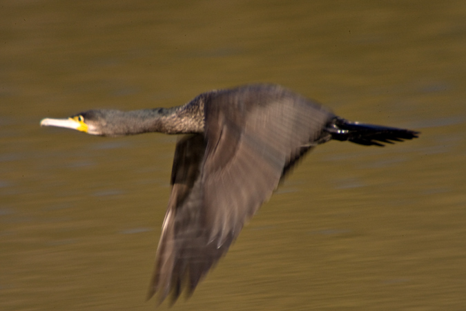 Corb marí gros ( Phalacrocorax carbo ) 3de3