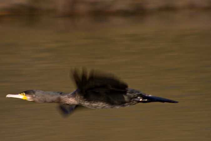 Corb marí gros ( Phalacrocorax carbo ) 2de3