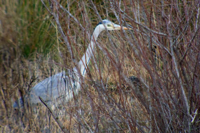 Bernat pescaire (Ardea cinerea)