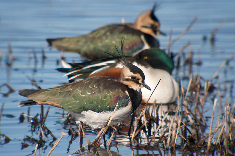 Fredeluga europea (Vanellus vanellus)