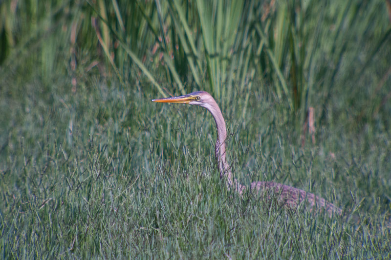 Agró roig (Ardea purpurea)