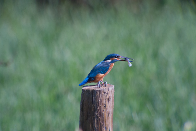 Blauet (Alcedo Atthis)