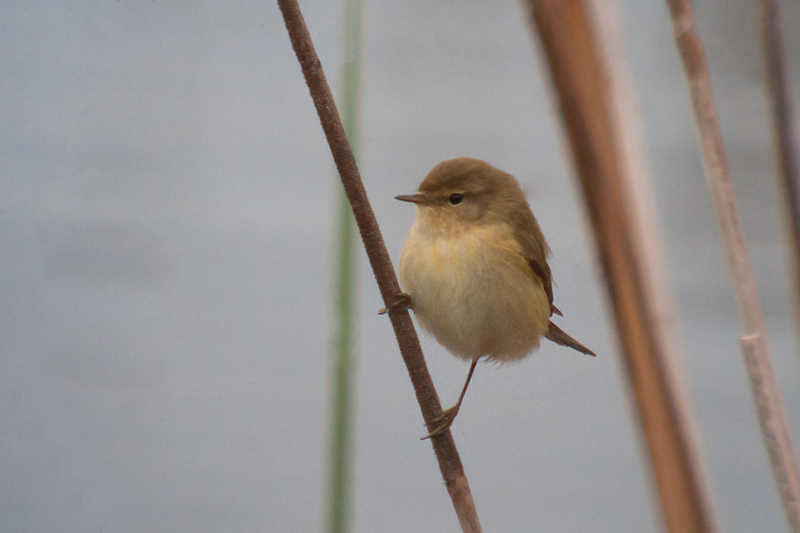 Mosquiter comú, (Phylloscopus collybita)