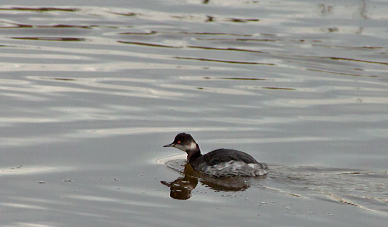 Cabussó collnegre (Podiceps nigricollis)