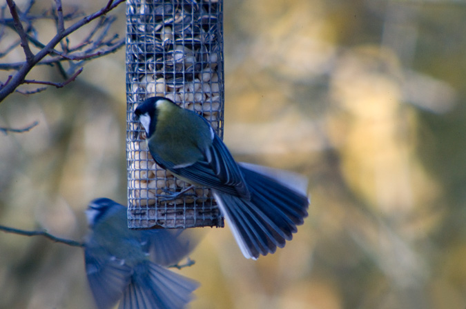 Mallerenga carbonera (Parus major)