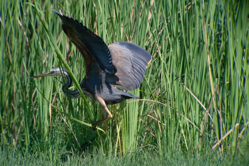 Agró roig (Ardea purpurea)