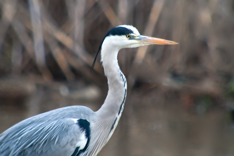 Bernat pescaire (Ardea cinerea)