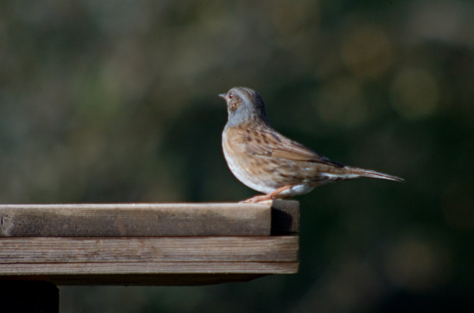 Pardal de bardissa (Prunella modularis)