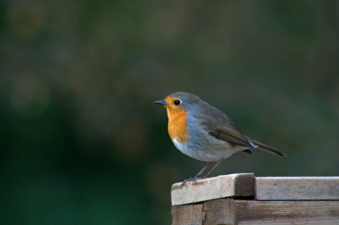 Pit - Roig ( Erithacus rubecula )