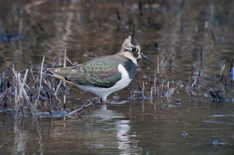 Fredeluga (Vanellus vanellus)