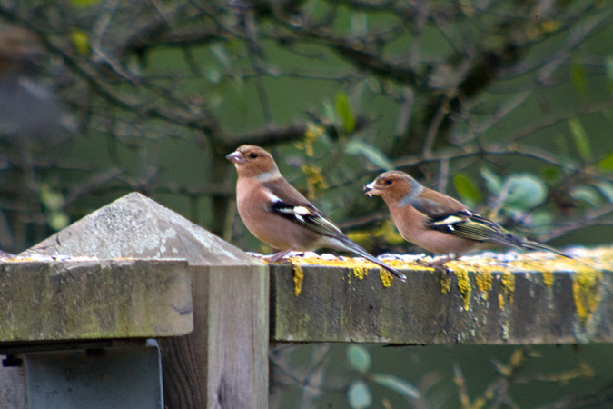 Pinsà comú (Fringilla coelebs)