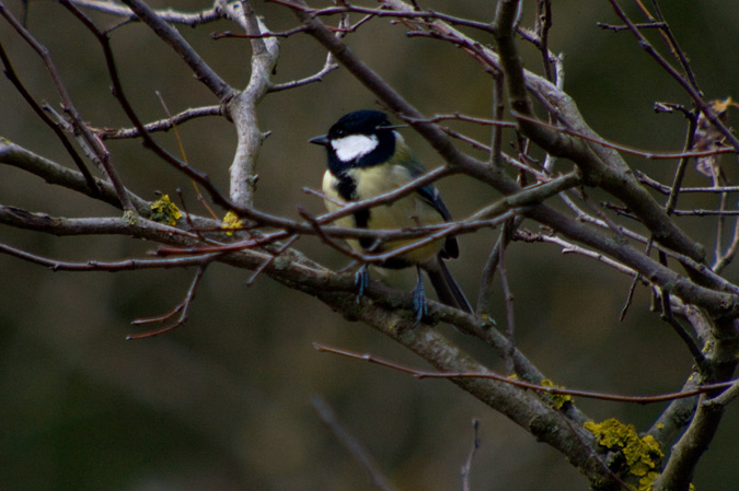 Mallerenga carbonera (Parus major)