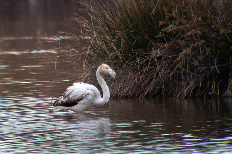 Flamenc (Phoenicopterus ruber)