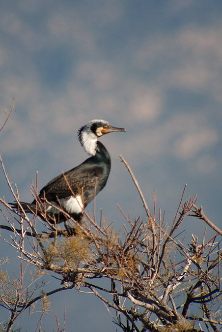 Corb marí gros ( Phalacrocorax carbo )