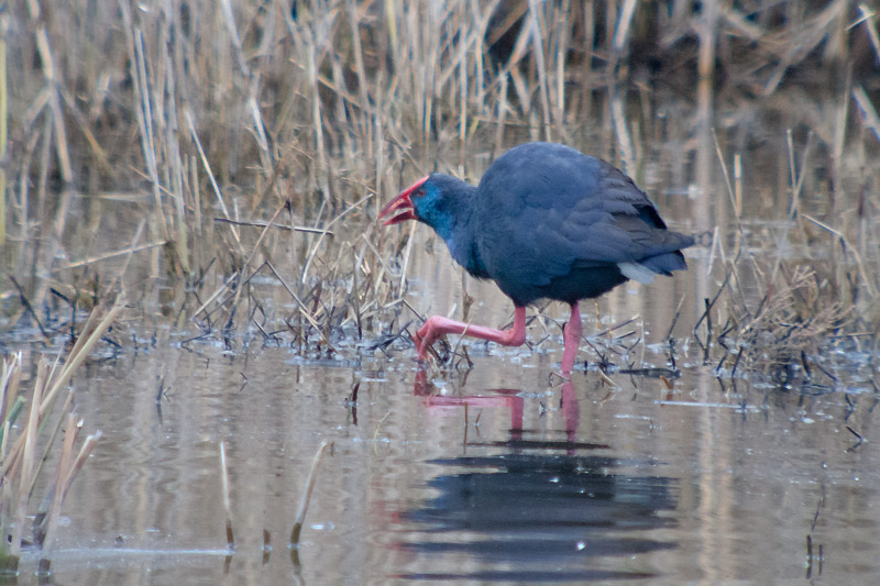 Polla blava (Porphyrio porphyrio)